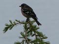 sparrow